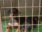 Doberman Puppies