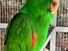 Eclectus Parrot