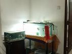 Fish Tank with