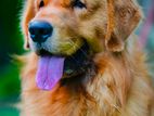 High Quality Golden Retriever Puppies