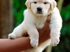 Golden Retriever Puppies