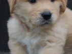 Golden Retriever Puppies