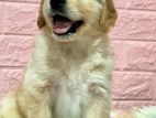 Golden Retriever Puppies