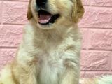 Golden Retriever Puppies