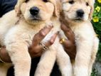 Golden Retriever Puppies