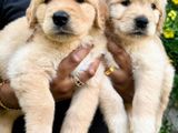 Golden Retriever Puppies