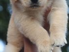 High Quality Golden Retriever Puppies