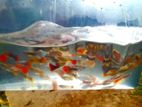 Guppy Fish