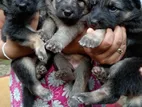 Female German Shepherd Puppies