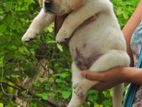 High Quality Labrador Puppies