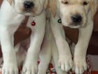 Labrador Puppies
