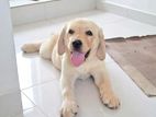 Labrador Retriever Puppie.