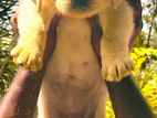 Labrador Retriever Puppies