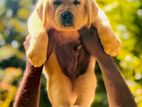 Labrador Retriever Puppies