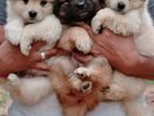 Lion Pomernarian Puppies