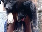Long Coat German Shepherd Puppies
