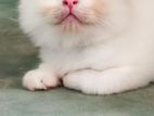 Persian Cat
