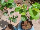 Pear Plants