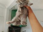 Persian Female Kitten