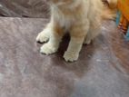Persian Cat