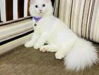 Persian Kitten