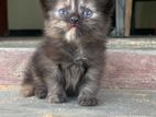 Persian Kitten