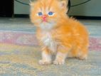 Persian kitten