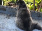 Persian Female Cat