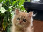 Persian Kittens