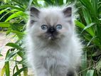 Pure Breed Persian Kittens