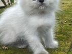 Pure Breed Persian Kittens