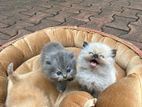 Pure Breed Persian Kittens