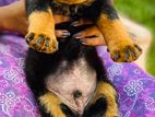 Rottweiler Puppy