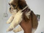 Shih Tzu Puppies