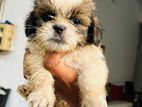 Shih Tzu Puppies
