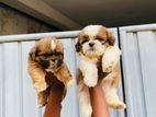 Shih Tzu Puppies