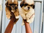 Shih Tzu Puppies