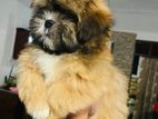 Shihtzu Puppies