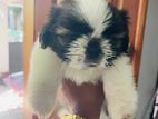 Shih Tzu Puppies