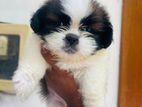 Shitzu Puppies