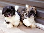 Shih Tzu Puppies