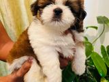 Shih Tzu Puppy