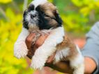 Shihtzu Puppies