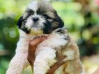 Shihtzu Puppies