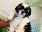 Shih Tzu Puppies