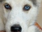 Siberian Husky Puppies