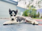 Siberian Husky Puppies