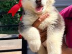Siberian Husky Puppy