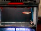 Arowana Fish with Tank