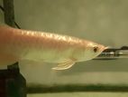 Highback Golden Arowana Fish